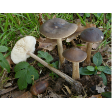 Мицелий Меланолеуки черно-белой / Меланолеука обыкновенная (Melanoleuca melaleuca)